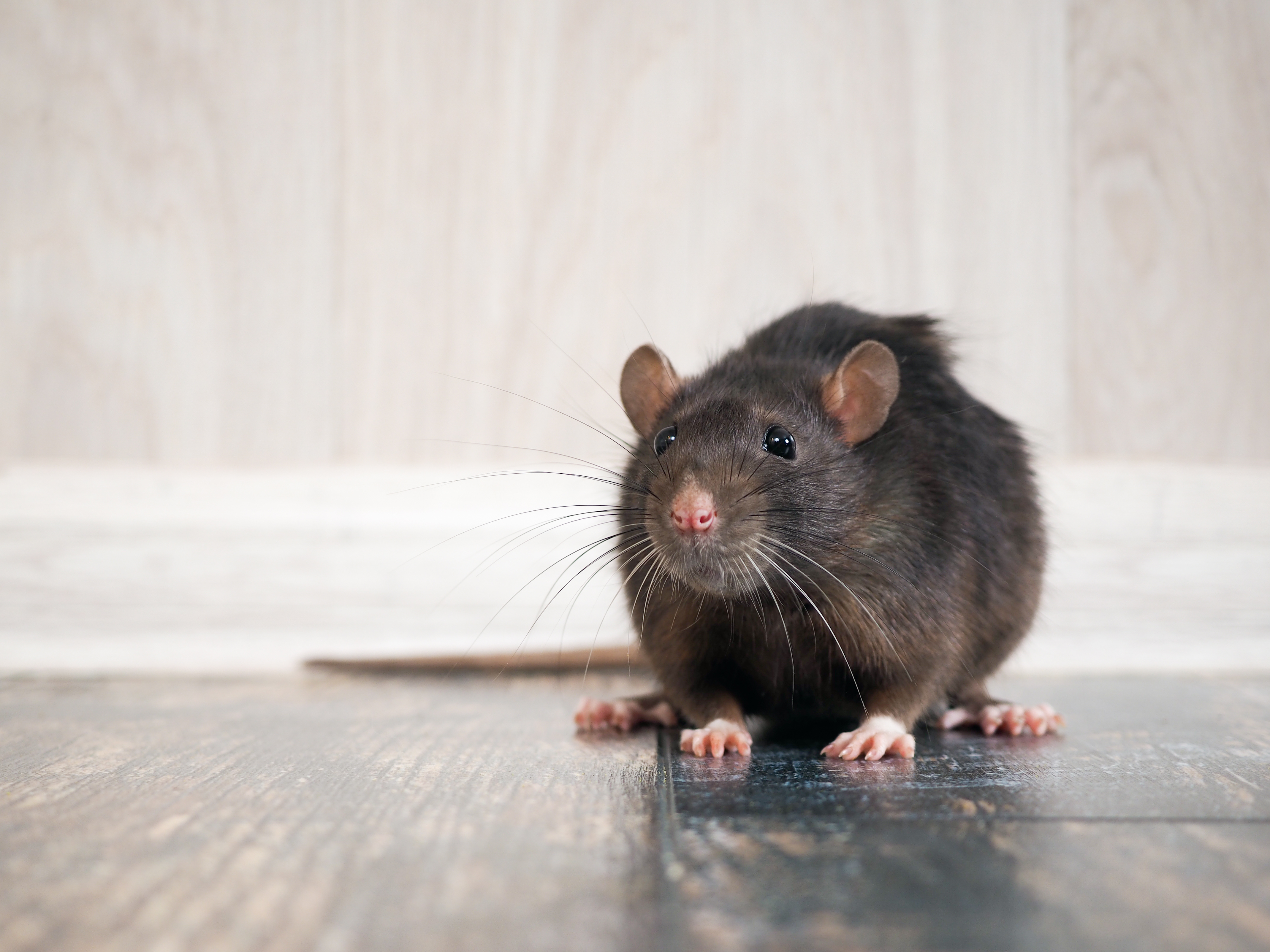 keep-rats-away-from-your-home-in-boston